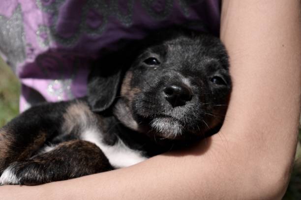 istock little black puppy 995381428