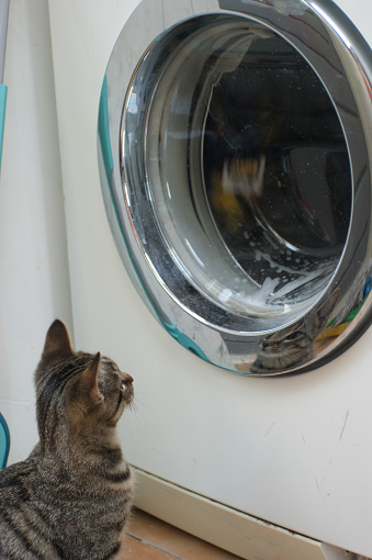 Curious tabby cat kitten playing with the tumbling laundry in the washingmachine