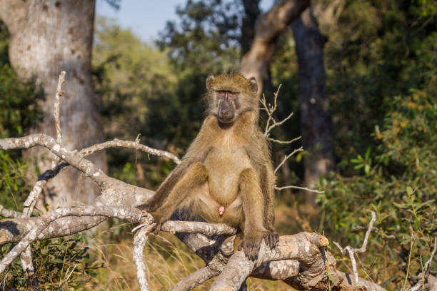 bärenpavian im krüger nationalpark, südafrika - kruger national park monkey baboon africa stock-fotos und bilder