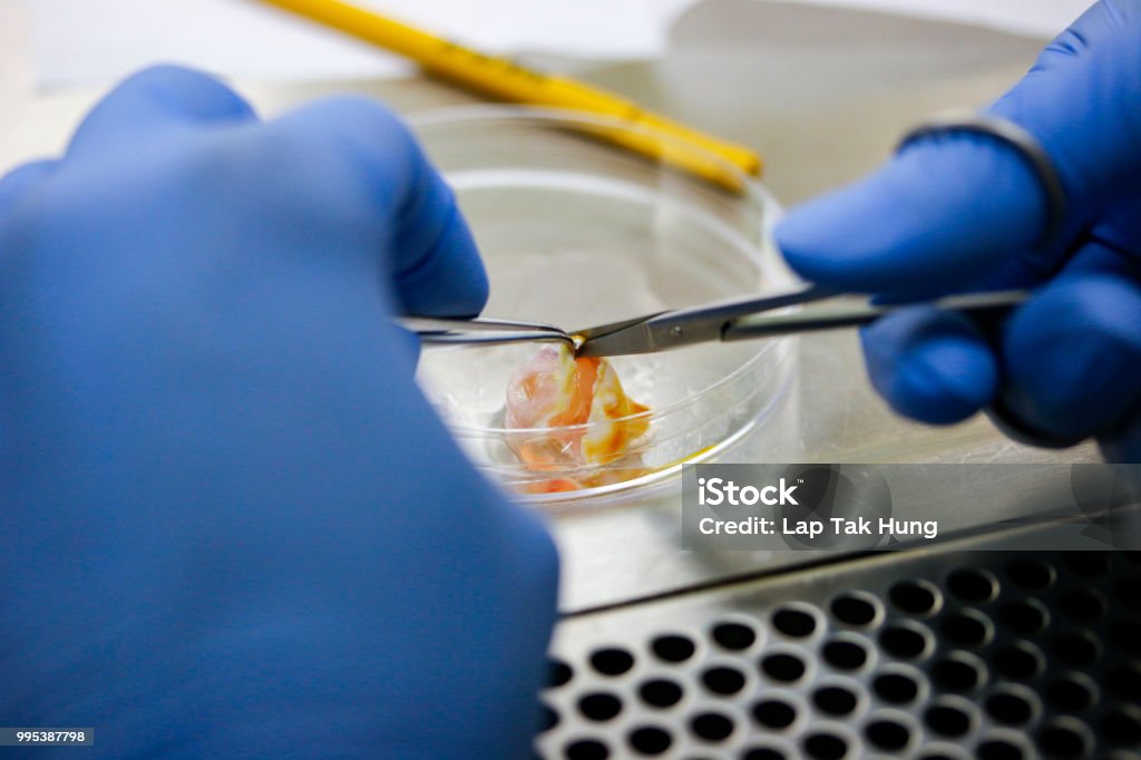 Rabbit Dissection Project Rabbit Eye Dissection Stock Photo - Download Image Now - Biological ...