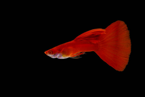 istock Close-Up Of Fish Against Black Background 995388002