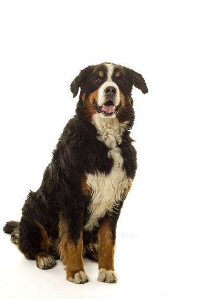 istock Bernese Mountain Dog (Berner Sennenhund) in studio with white background 995391186