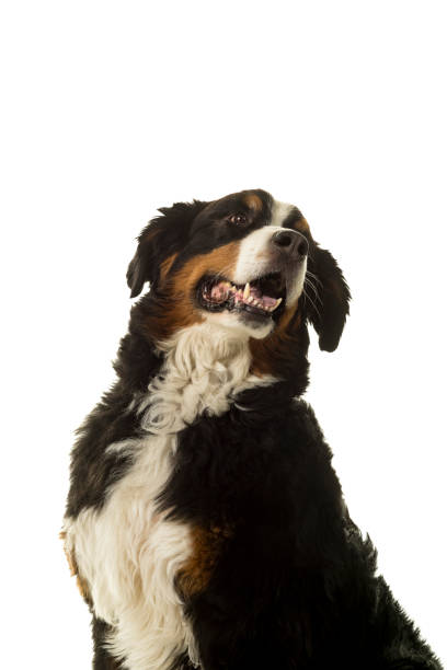 istock Bernese Mountain Dog (Berner Sennenhund) in studio with white background 995393042