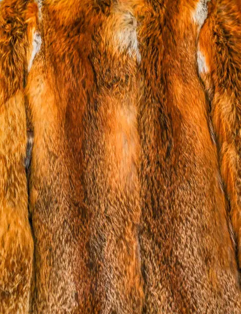 Close up shot of fox fur coat with tones and texture.