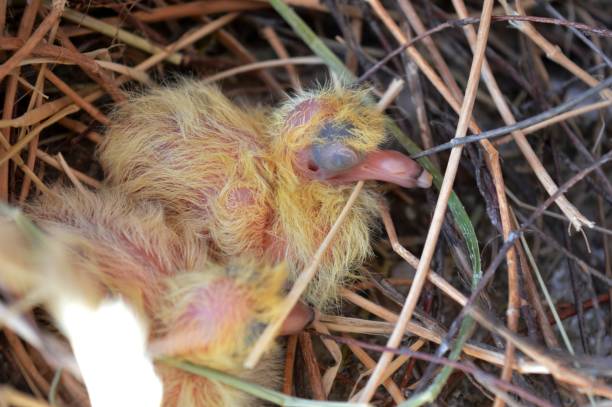 istock small birds in the nest 995395650