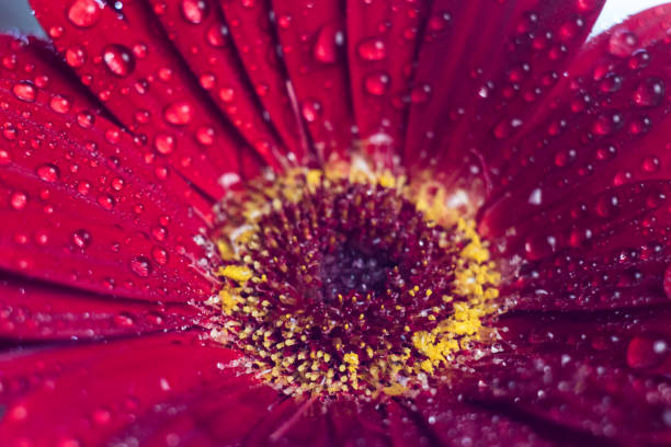 istock Pink gerbera flower with water drop close up 995396434
