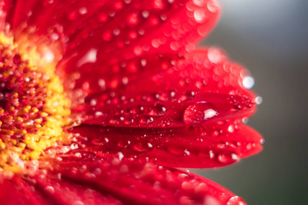 istock Pink gerbera flower with water drop close up 995396440