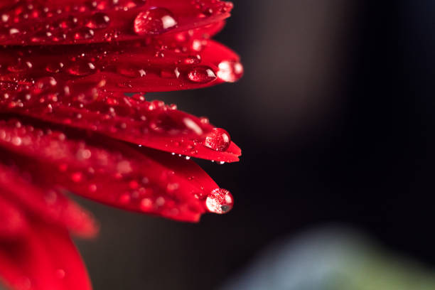 istock Pink gerbera flower with water drop close up 995396618