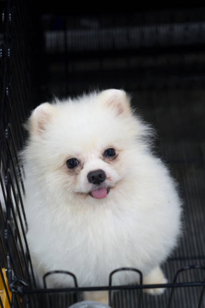 istock A lovely small white dog in the open cage 995396776