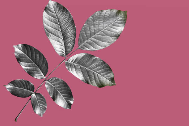 istock Silver leaves on the pink background. 995397068