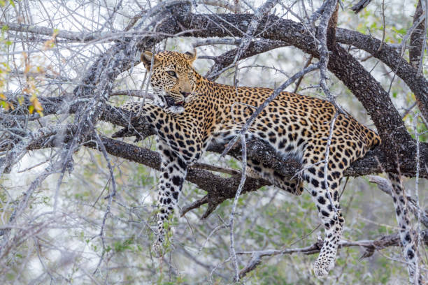 istock Leopard in Kruger National park, South Africa 995397128