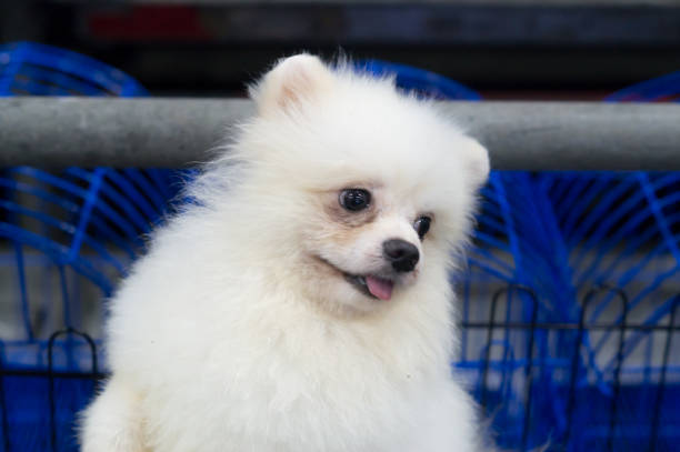 istock A lovely small white dog in the open cage 995397276