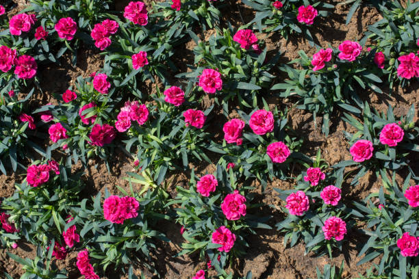 istock flowers bloom making a floral background 995397438