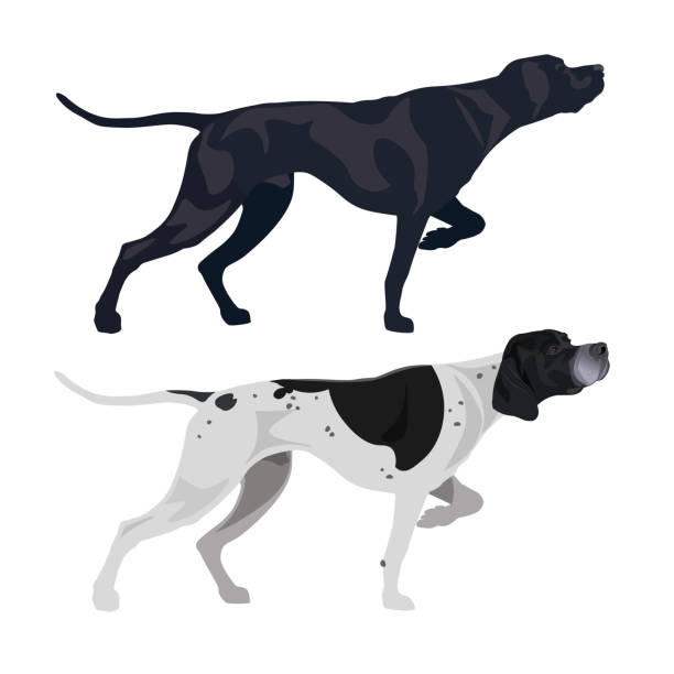 englischer pointer vektor - pointer hund stock-grafiken, -clipart, -cartoons und -symbole