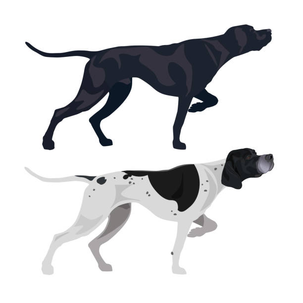 englischer pointer vektor - deutschland stock-grafiken, -clipart, -cartoons und -symbole