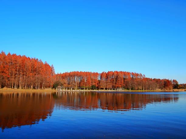 秋の湖「水元公園公園」東京、日本 - nature environmental conservation red japanese maple ストックフォトと画像