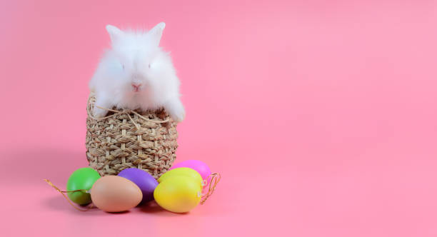 istock White fluffy rabbit sitting in basket weave on pink background and colourful egg with copy space for text 995401982