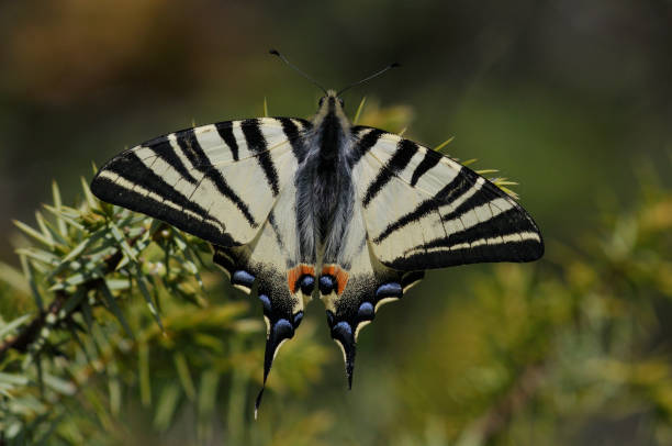 дефицит ласточкиный хвост (ификлиды podalirius) - scarce swallowtail стоковые фото и изображения
