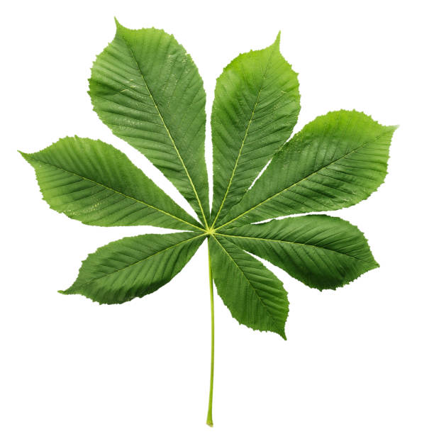istock leaves of chestnut isolated on white background. 995403012