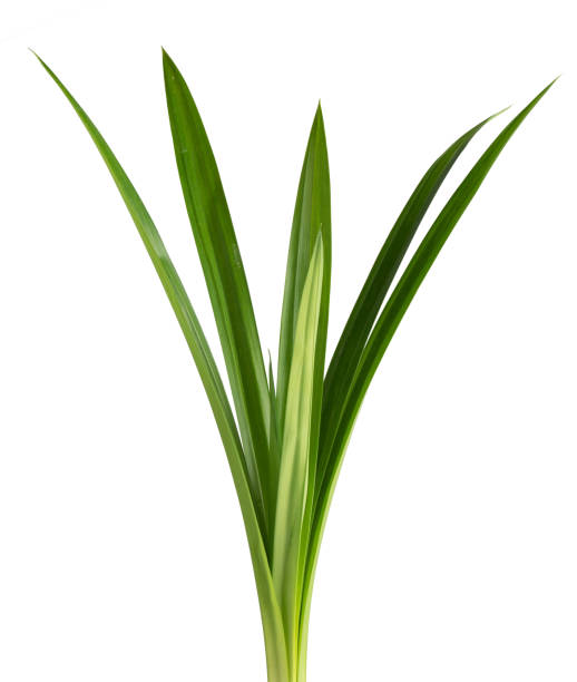 istock fresh green pandan screwpine leaves isolated on white background 995403096
