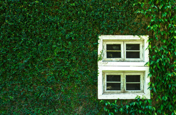 istock Old white window with coatbuttons plant wall texture background 995403504