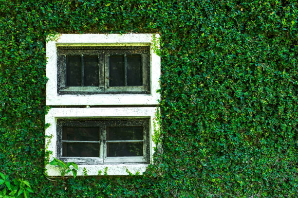 istock Old white window with coatbuttons plant wall texture background 995403744