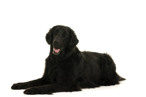 istock Black flatcoated retriever dog studio shot full body 995408008