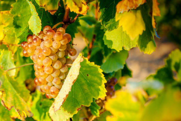 istock White grapes of Rioja. Spain 995408254