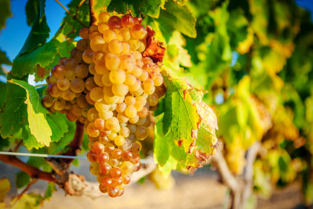istock White grapes of Rioja. Spain 995408258