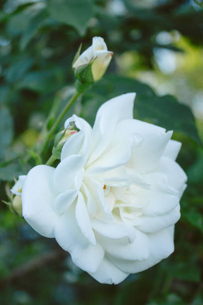 istock White rose on a dark background, garden fower 995408360