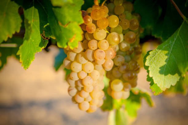 istock White grapes of Rioja. Spain 995408586