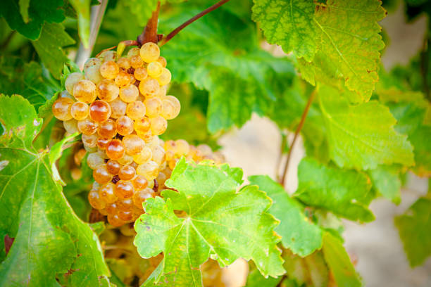 istock White grapes of Rioja. Spain 995408696