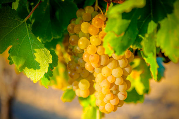 istock White grapes of Rioja. Spain 995408702