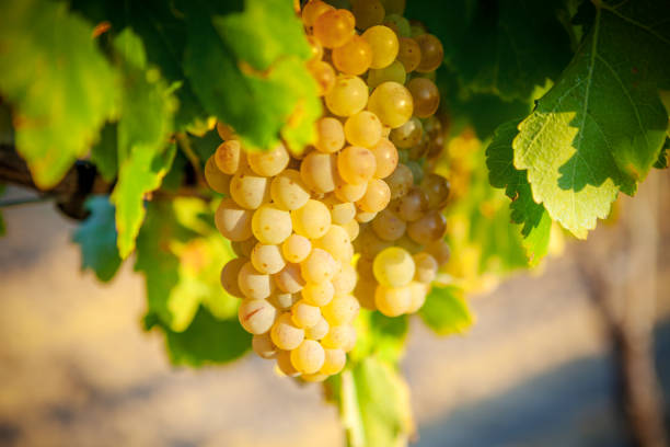 White grapes of Rioja. Spain