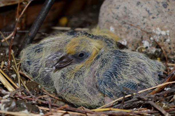 istock small birds in the nest 995409424