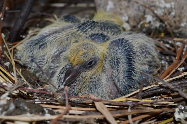 istock small birds in the nest 995409520