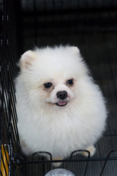 istock A lovely small white dog in the open cage 995410020