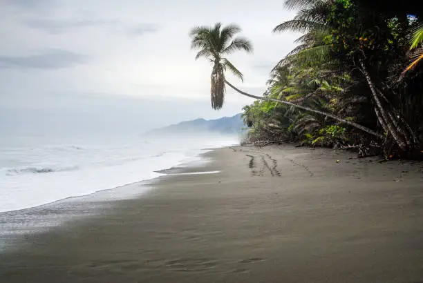 A solitary palm tree leans over the black sand of the beach at the entrance of the Corcovado National Park in Costa Rica.