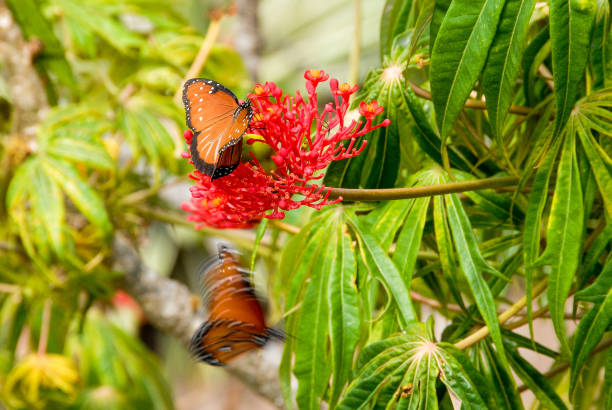 istock Butterflies and red flower 995414726