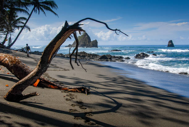 Corcovado Beach A hiker leaves his solitary tracks near a dead tree on the black sand beach of Corcobvado National Park corcovado stock pictures, royalty-free photos & images