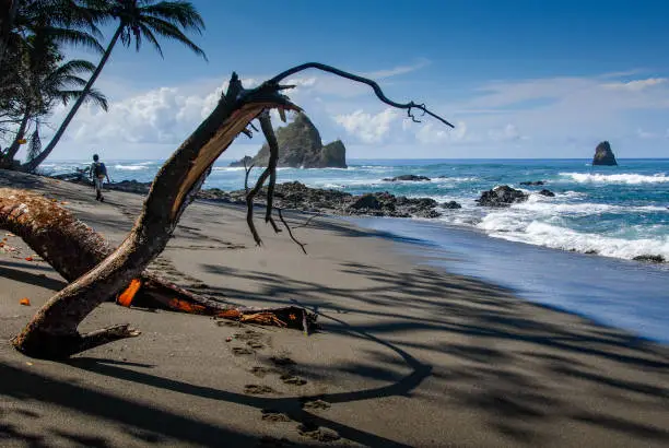 A hiker leaves his solitary tracks near a dead tree on the black sand beach of Corcobvado National Park
