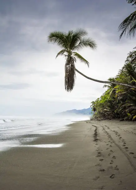 A solitary palm tree leans over the black sand of the beach at the entrance of the Corcovado National Park in Costa Rica.