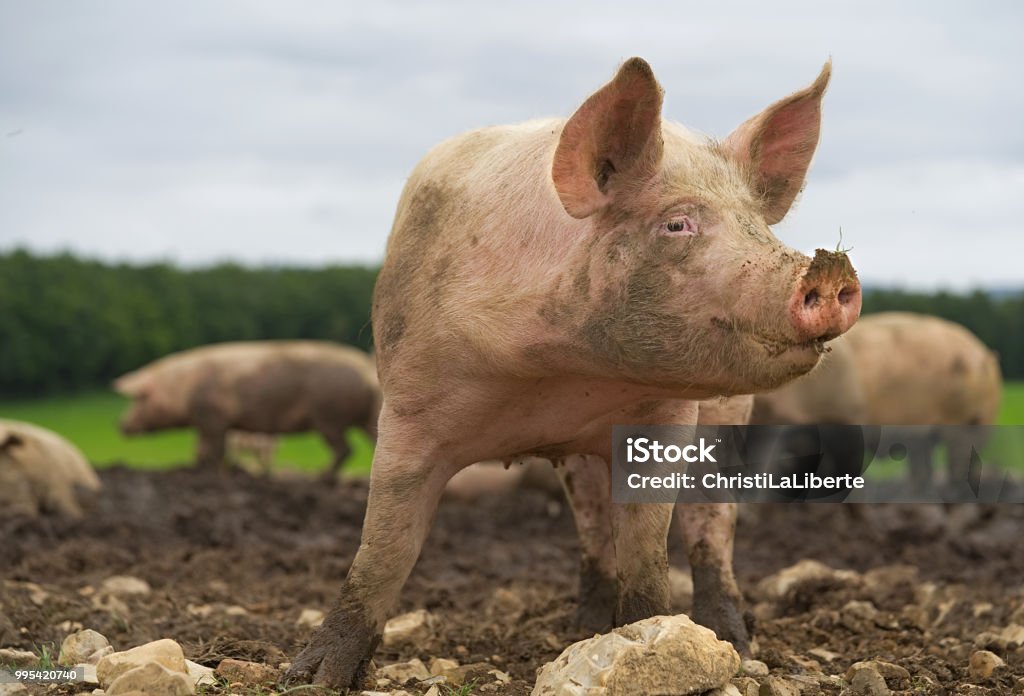 Schwein-Nahaufnahme - Lizenzfrei Schwein Stock-Foto