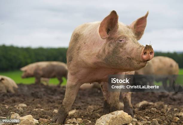 Schweinnahaufnahme Stockfoto und mehr Bilder von Schwein - Schwein, Schweinefleisch, Agrarbetrieb