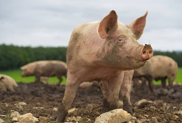 primo-up maiale - farm pig agriculture animal foto e immagini stock