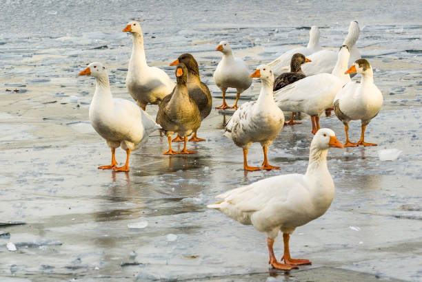 istock geese on a frozen lake 995423438