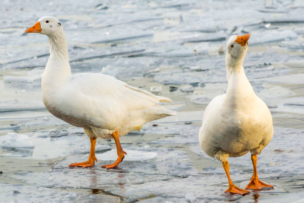 istock geese on a frozen lake 995423484