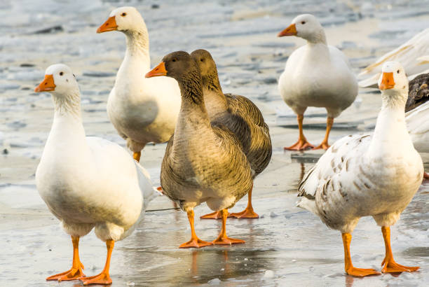 White and brown geese walk on the ice of a frozen lake