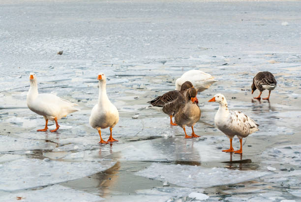 istock geese on a frozen lake 995423646