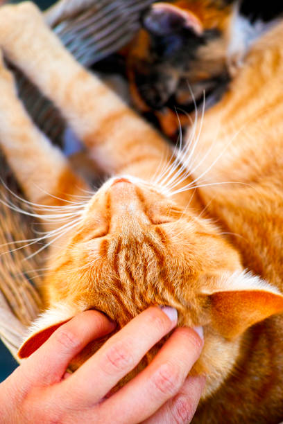 istock Person hand pats ginger cat. 995424236